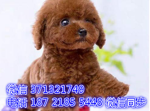 泰迪出售 宠物狗狗  宠物市场 狗狗图片 买卖狗狗燎