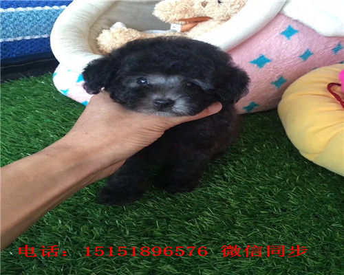 深圳花泰迪怎么卖的 深圳白色泰迪价格 深圳灰