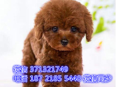 泰迪出售 宠物狗狗  宠物市场 狗狗图片 买卖狗狗战