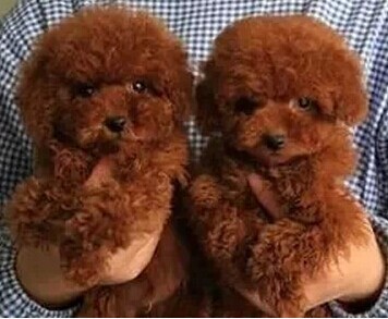 广西买狗狗买泰迪 南宁买纯种泰迪 犬场小泰迪