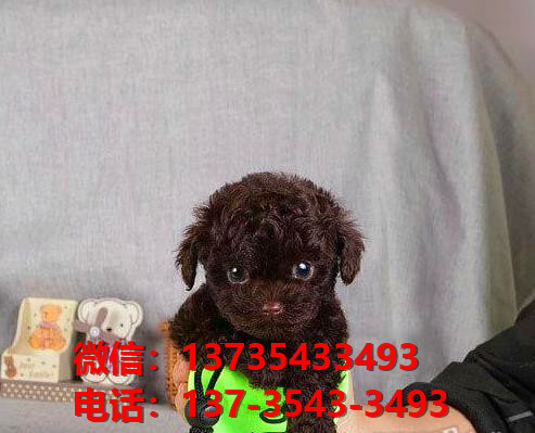 深圳哪里有泰迪犬出售卖狗买狗地方有狗市场犬舍领养狗狗