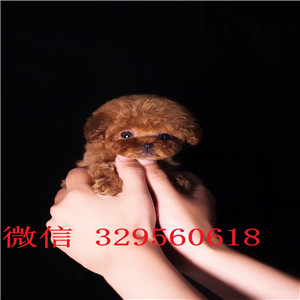  大连哪里卖茶杯犬多少钱袖珍茶杯犬出售犬舍出售茶杯犬.茶杯犬好养吗