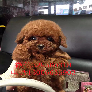  鄂尔多斯哪里能买到纯种茶杯犬纯种茶杯犬价格茶杯犬多只可选茶杯吉娃娃好养吗