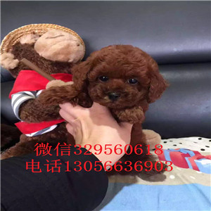  鄂尔多斯哪里能买到纯种茶杯犬纯种茶杯犬价格茶杯犬多只可选茶杯吉娃娃好养吗