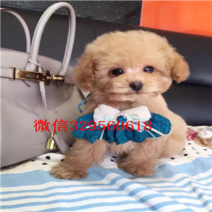  宁波哪里卖茶杯犬多少钱纯种茶杯犬多少钱茶