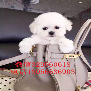  无锡哪里有卖茶杯犬茶杯犬能长多大茶杯犬多