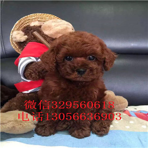  鄂尔多斯哪里能买到纯种茶杯犬纯种茶杯犬价