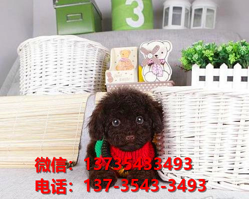 深圳哪里有泰迪犬出售卖狗买狗地方有狗市场犬舍领养狗狗