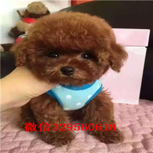  晋城哪里有卖茶杯犬纯种茶杯犬价格茶杯犬好