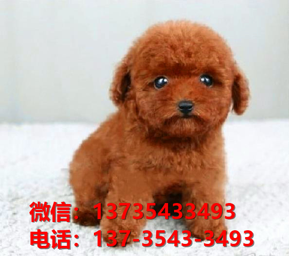 贵州贵阳哪里有泰迪犬出售卖狗买狗地方有狗市