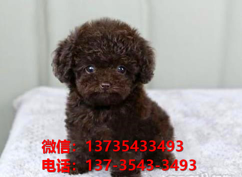 深圳哪里有泰迪犬出售卖狗买狗地方有狗市场犬舍领养狗狗