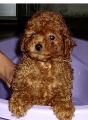 红河弥勒县买泰迪请进 云南狗场可爱泰迪犬出