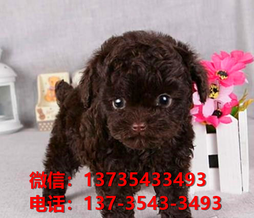 深圳哪里有泰迪犬出售卖狗买狗地方有狗市场犬