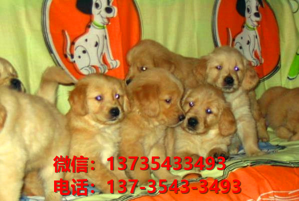 绍兴宠物狗狗犬舍出售纯种泰迪幼犬狗市场在哪里有卖狗买狗