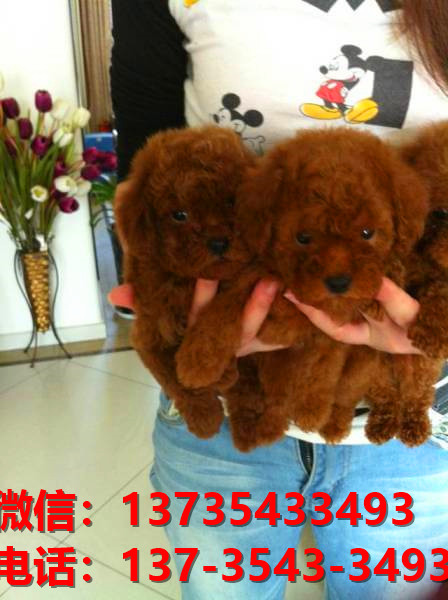 盐城宠物狗狗犬舍出售纯种泰迪幼犬卖狗买狗地方在哪有狗市场