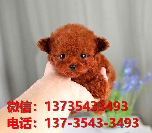 长治宠物狗狗犬舍出售纯种泰迪犬卖狗买狗地方