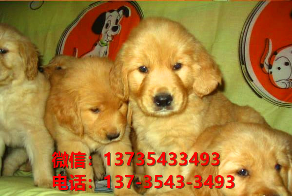 绍兴宠物狗狗犬舍出售纯种泰迪幼犬狗市场在哪里有卖狗买狗