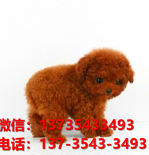 无锡宠物狗狗犬舍出售纯种泰迪幼犬卖狗买狗地