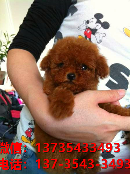 晋城宠物狗狗犬舍出售纯种泰迪犬卖狗买狗地方狗市场在哪