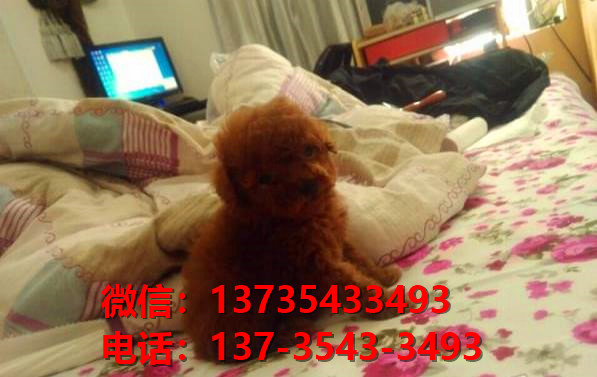 晋城宠物狗狗犬舍出售纯种泰迪犬卖狗买狗地方狗市场在哪