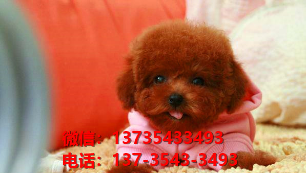 淮南宠物狗狗犬舍出售纯种泰迪犬幼犬卖狗买狗地方在哪里有狗市场