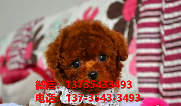 枣庄宠物狗狗犬舍出售纯种泰迪犬幼犬卖狗买狗