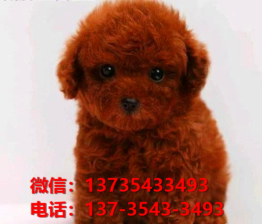 漳州宠物狗狗犬舍出售纯种泰迪幼犬卖狗买狗地方在哪里有狗市场网站