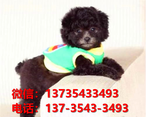 莱芜宠物狗犬舍领养纯种泰迪犬网上卖狗买狗的