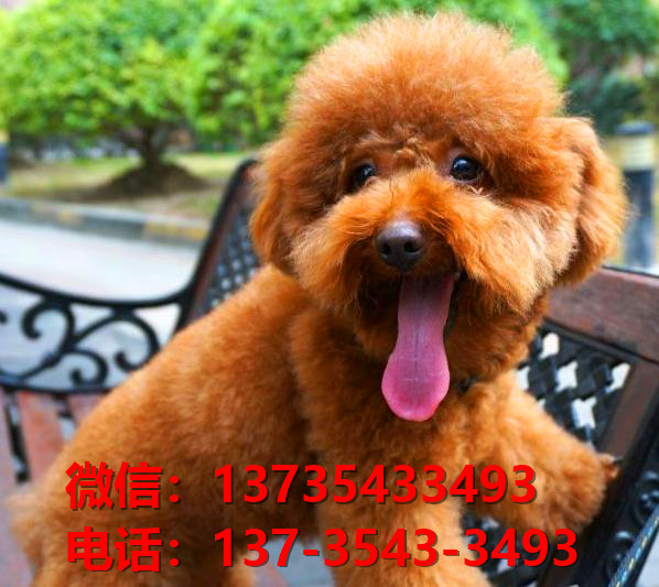 漳州宠物狗狗犬舍出售纯种泰迪幼犬卖狗买狗地方在哪里有狗市场网站