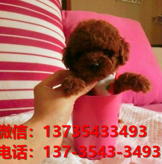 济南宠物狗狗犬舍出售纯种泰迪幼犬领养买狗卖