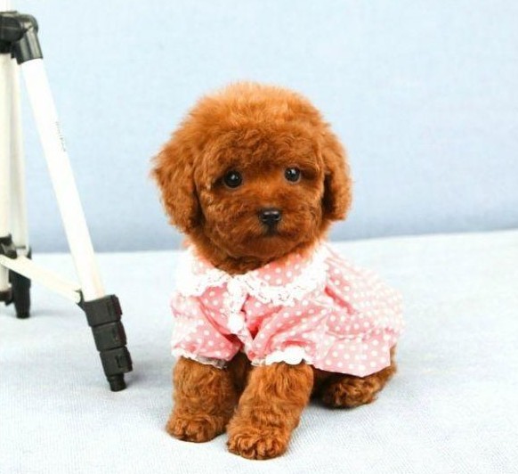 玉溪泰迪熊多少钱一条狗场泰迪幼犬专卖包品质