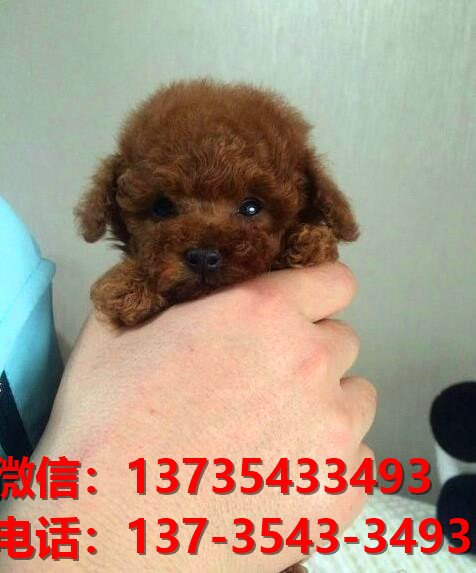 淮南宠物狗狗犬舍出售纯种泰迪犬幼犬卖狗买狗地方在哪里有狗市场