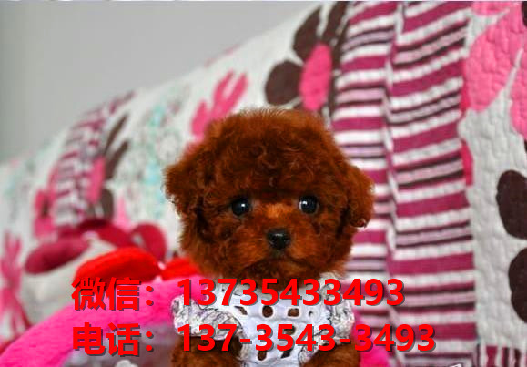 聊城宠物狗犬舍领养纯种泰迪幼犬网上卖狗买狗