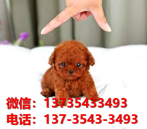 焦作宠物狗犬舍领养纯泰迪犬网上卖狗买狗地方