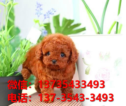 济源宠物狗犬舍领养纯种泰迪犬卖狗买狗地方在