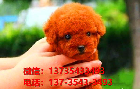 衡阳宠物狗犬舍领养纯种泰迪犬网上卖狗买狗地方在哪有狗市场