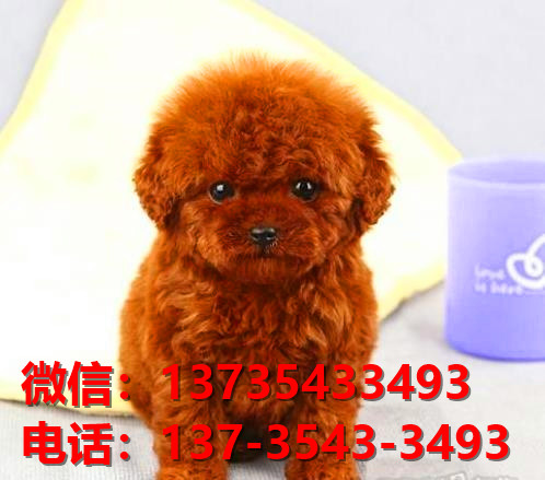 十堰宠物狗犬舍出售纯种泰迪犬卖狗买狗网站在哪有狗市场