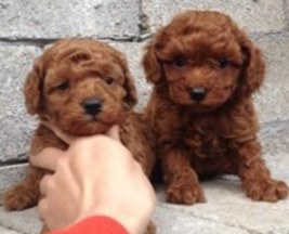 云南丽江狗场纯种泰迪犬常年出售