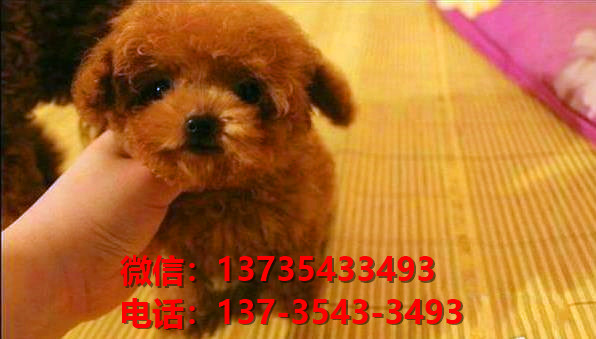 长沙宠物狗犬舍出售纯种泰迪犬网上买狗卖狗地方在哪有狗市场