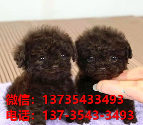 菏泽宠物狗犬舍领养纯种泰迪犬网上买狗卖狗的