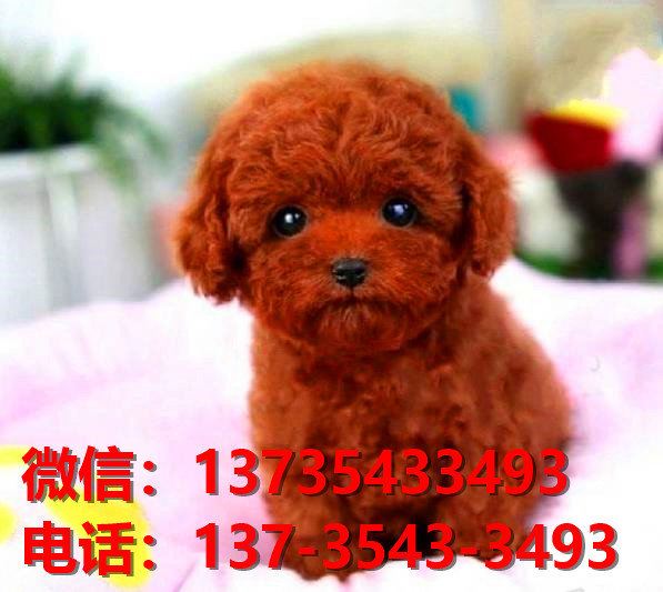 达州宠物狗犬舍出售纯种迷你泰迪犬网上买狗卖狗地方在哪有狗市场领养