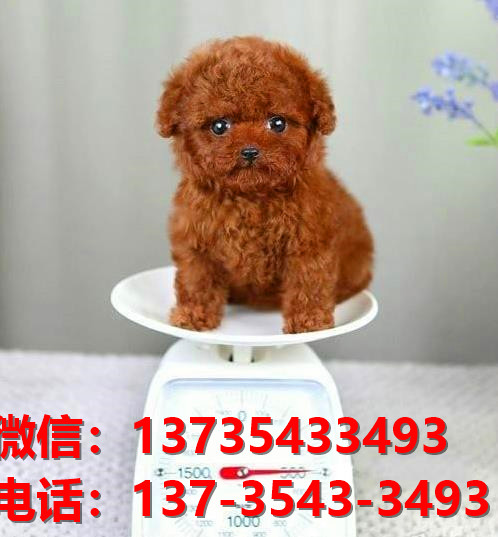 保山宠物狗狗犬舍出售纯种茶杯泰迪犬卖狗买狗