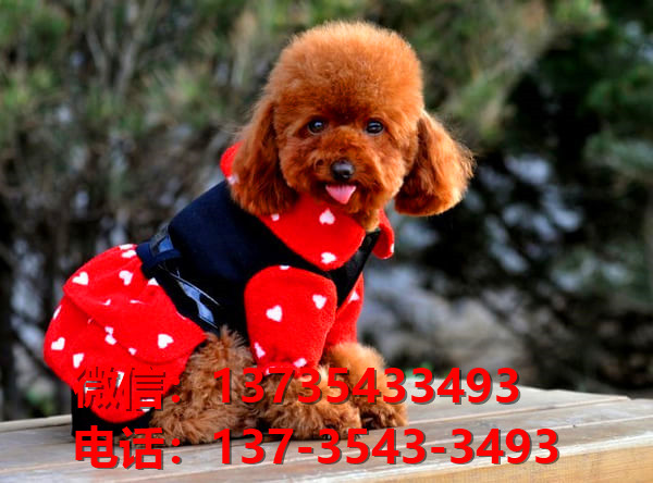 ?？诔栉锶岢鍪鄞恐植璞┑嫌兹下艄仿? width=80px height=80px /></div><div   id=