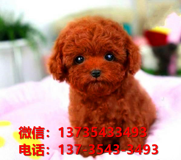 泸州宠物狗犬舍出售纯种泰迪犬网上买狗卖狗网站在哪有狗市场