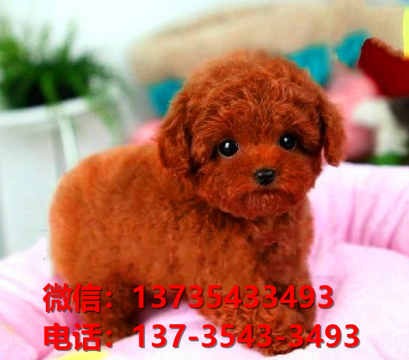 昭通宠物狗狗犬舍出售纯种茶杯泰迪犬卖狗买狗领养狗市场在哪