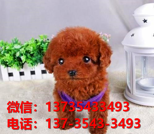 西双版纳宠物狗狗犬舍出售泰迪幼犬卖狗买狗地