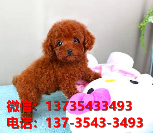 广安宠物狗犬舍出售纯种茶杯泰迪犬网上卖狗买