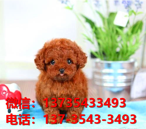 达州宠物狗犬舍出售纯种迷你泰迪犬网上买狗卖狗地方在哪有狗市场领养