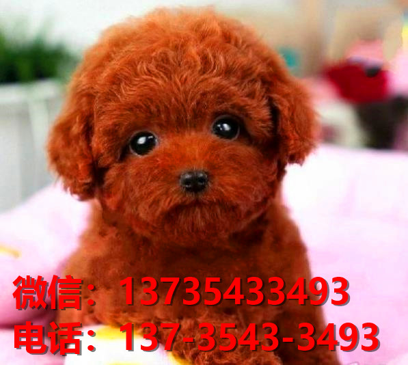 浙江宁波宠物狗狗犬舍出售纯种泰迪犬卖狗买狗