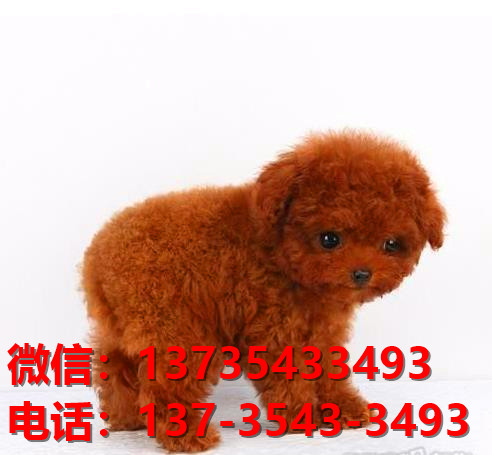 厦门宠物狗狗犬舍出售纯种泰迪犬多少钱 茶杯